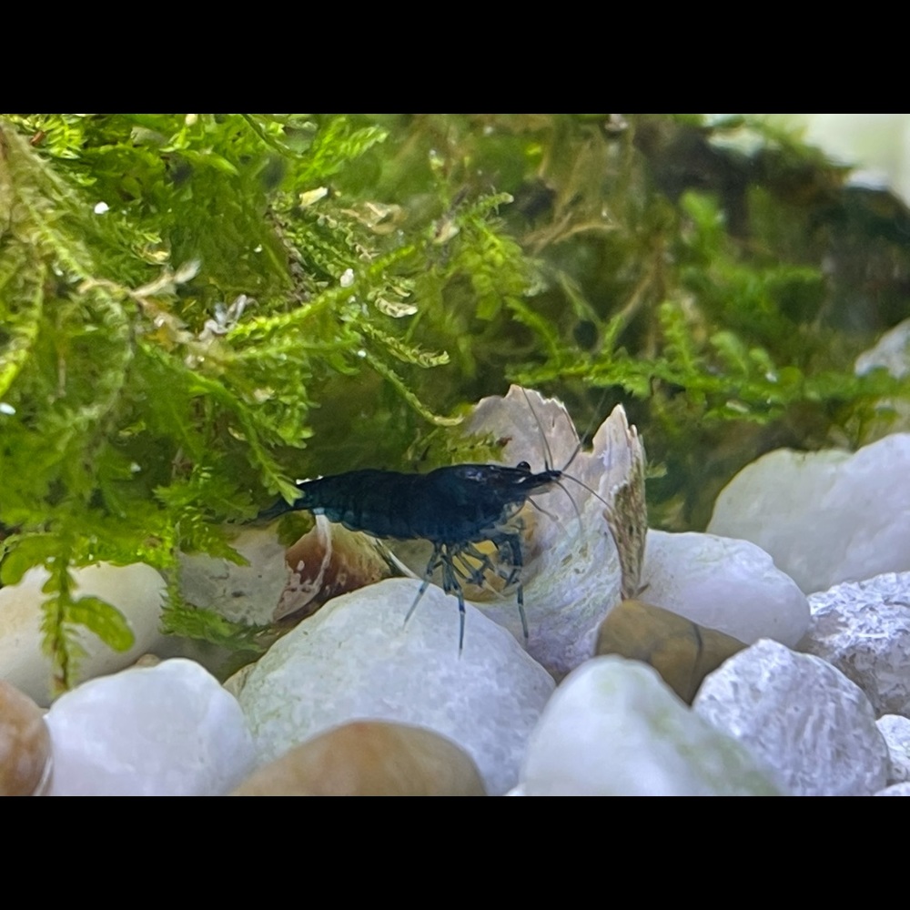 Meet your Posher, Jenifer